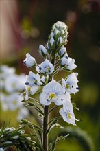 Thyme-leaved Speedwell