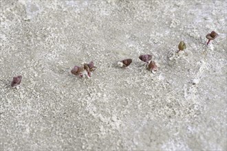 Perennial glasswort seedlings