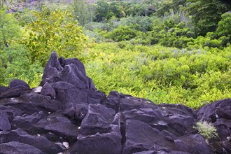 Lava rock inside Curieuse Island