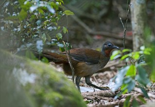 Brown-backed Lyrebird