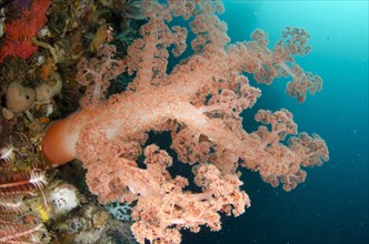 Orange glomerated tree coral