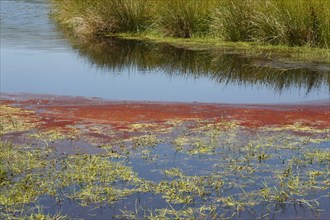 Red cyanobacteria