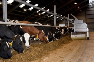 Robot feeding herd of cattle in dairy barn