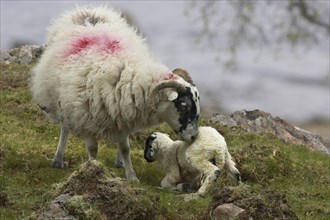 Domestic sheep