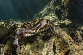 Freshwater Crab