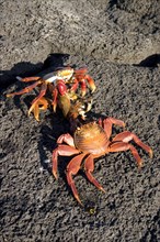 Two sally lightfoot crabs