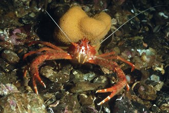 Long-clawed Squat Lobster