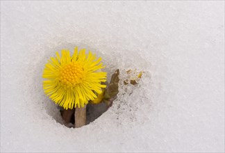 Coltsfoot