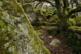 Ancient stunted English oak
