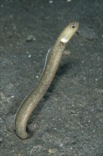 Black Tube Eel