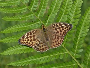 Silver washed silver-washed fritillary