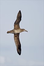 Black-footed albatross