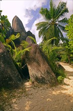 Palm trees and granite rocks on the dream beach Source d'Argent