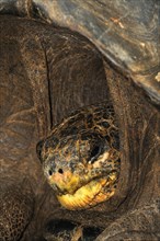 Galapagos galapagos giant tortoise