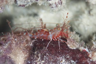 Reticulated dancing shrimp