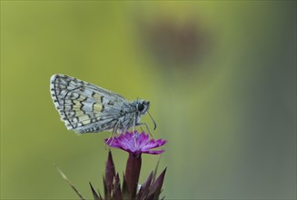 Yellow-banded skipper