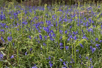 Flowering common bluebell