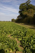 Sugar beet field with solid lateral