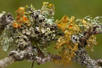 Golden-eye lichen