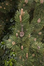 (Pinus) heldreichii, Pinus leucodermis