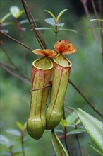 Miraculous Distilling nepenthes madagascariensis
