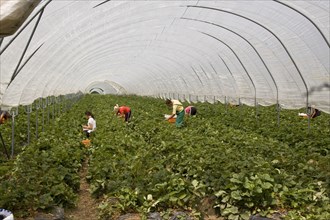 Commercial strawberry picking in the Polly Tunnel