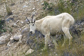 Rocky Mountain mountain goat