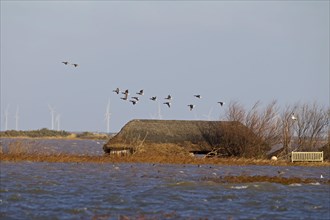 Flock of brant goose