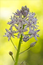 Pyrenean Squill