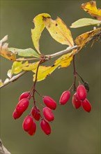 European Barberry