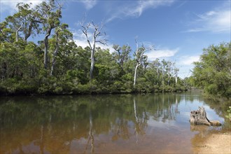 View of inland river section with trees reflected in water