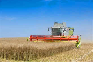 Oilseed Rape