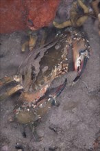Saw-clawed spoon crab