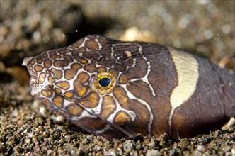 Adult napoleon snake eel