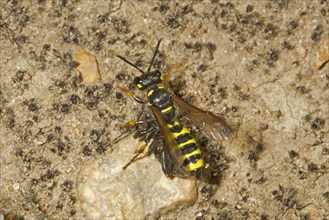 Sand knot wasp