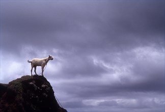 A goat on the rock