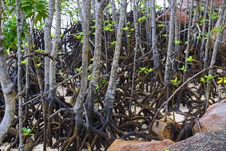 Grey mangrove