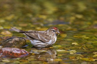 Common redpoll