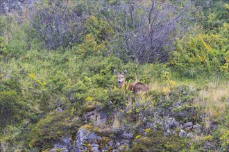 Southern south andean deer