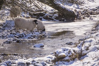 Domestic rough sheep drinking from partially frozen river
