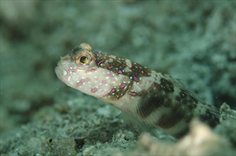 Pink-spotted shrimp goby