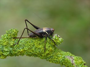 Alpine Dark Bush-cricket