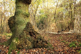 Common Oak