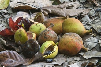 Fruits of wild nutmeg