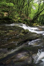 River flowing through a tree-lined gorge