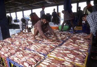 Fish being packed for delivery to different places to Kerala from Beypore fishing yard