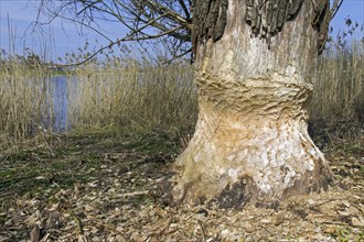 Thick tree trunk with gnaw marks of the european beaver