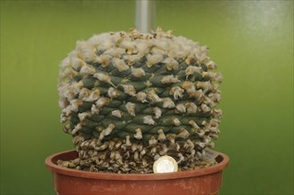 Peyote Cactus Giant Specimen