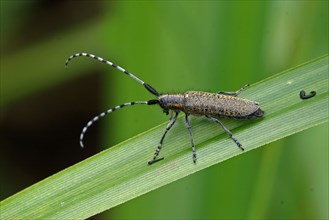 Golden-breasted Longhorn Beetle