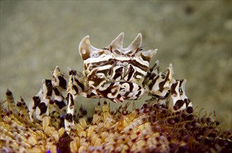 Zebra Urchin Crab